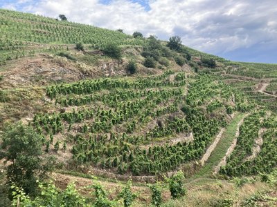 Coteaux de Côte-Rôtie