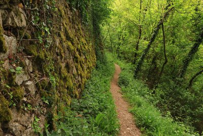 sentier sous-bois