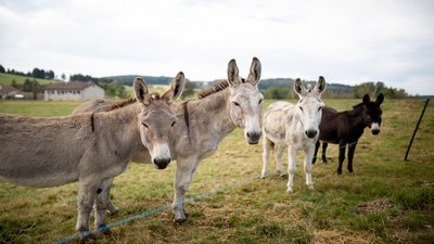 Balade en âne - La Barbanche