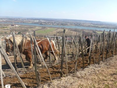 Vignobles et Découvertes