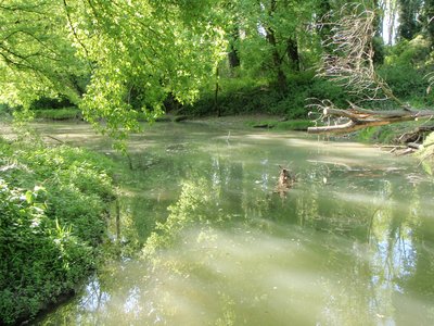 Île de chèvre