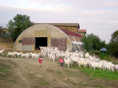 Gîte des Pampilles - Les Haies (Rhône, Pilat, proximité de Vienne et Condrieu) : retour du troupeau.