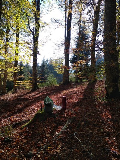 Forest Game avec Valérie_Graix