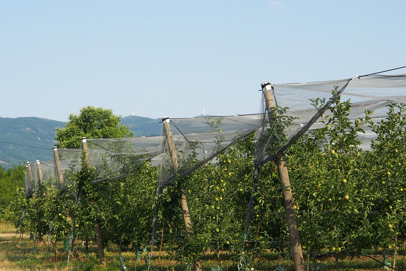 Vergers avec vue sur l'Oeillon