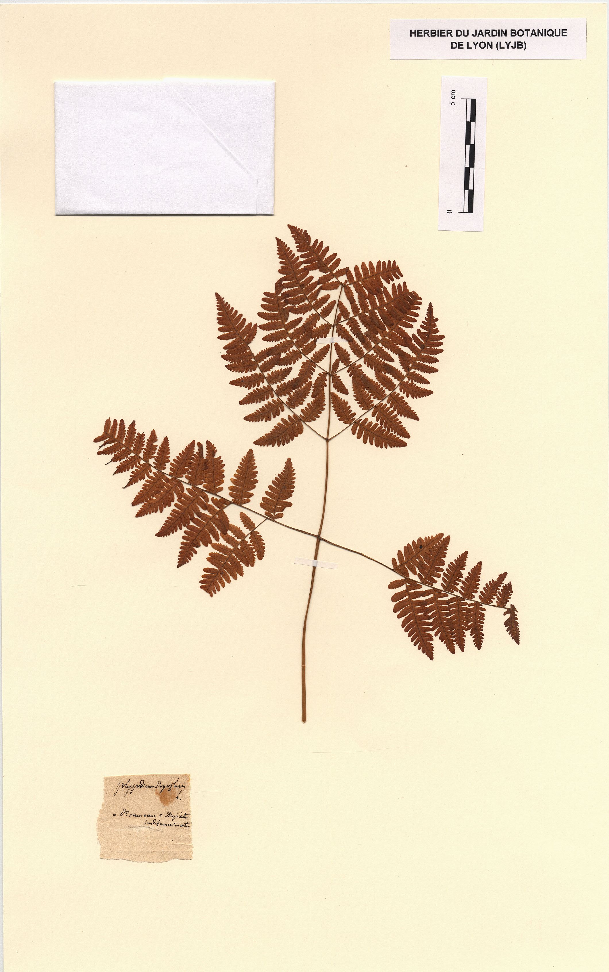 Herbier de Jean-Jacques Rousseau dans le Pilat