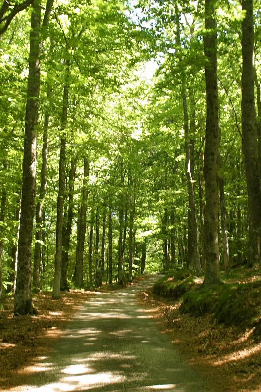 hêtraie de Saint-Sabin